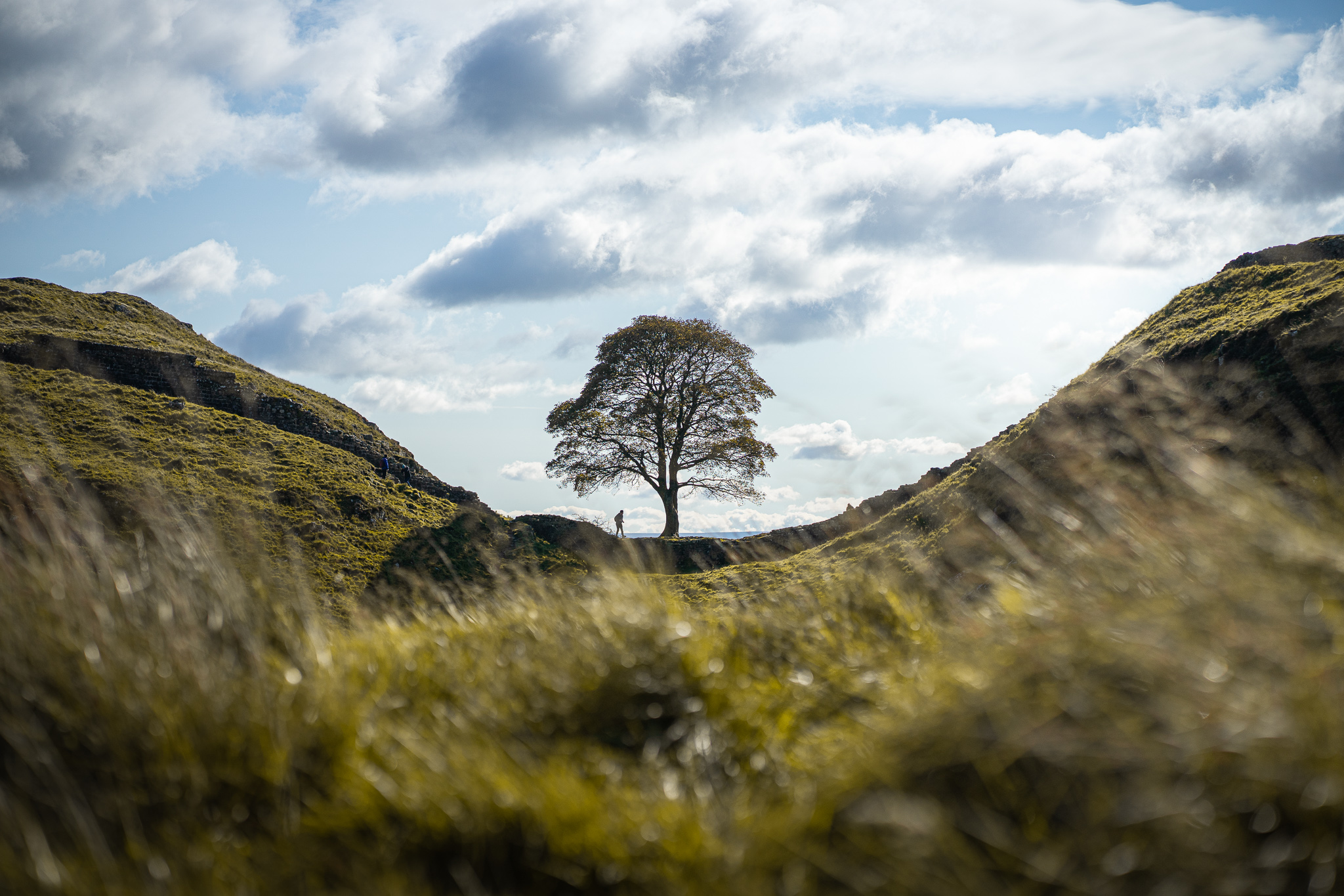 Sycamore Gap vandalised